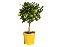 Gartenbau Pomerančovník čínský (Citrus sinensis) cca 80 cm, pr. 20 cm