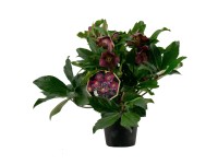 Q-Flower Čemeřice černá (Helleborus niger) Q-Flower Čemeřice černá (Helleborus niger)