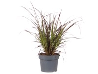 GROW by OBI Dochan setý (Pennisetum advena) GROW by OBI Dochan setý (Pennisetum advena)