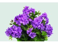 Muškát (Pelargonium Platinum)