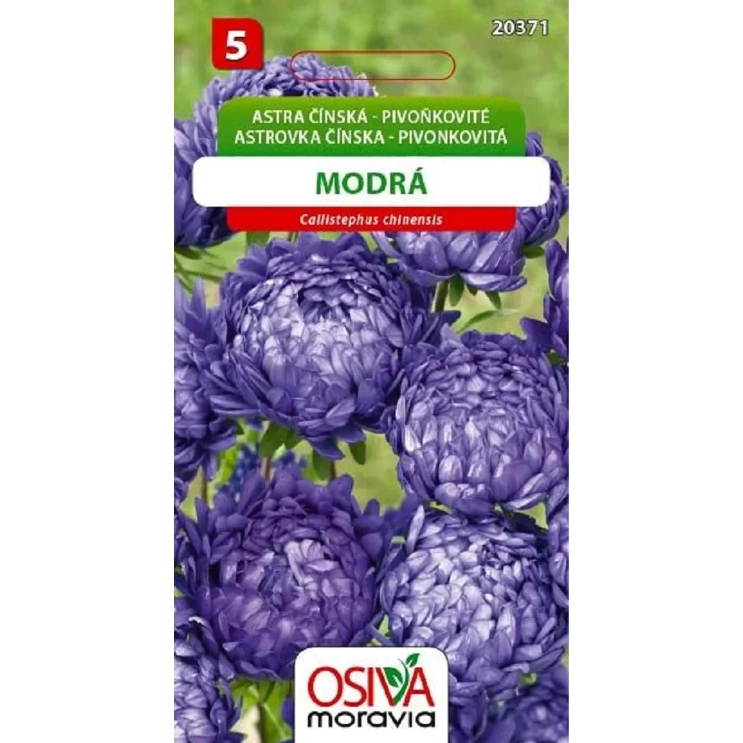 Semínka Astra Čínská - Pivoňkovitá, modrá (Callistephus chinensis)