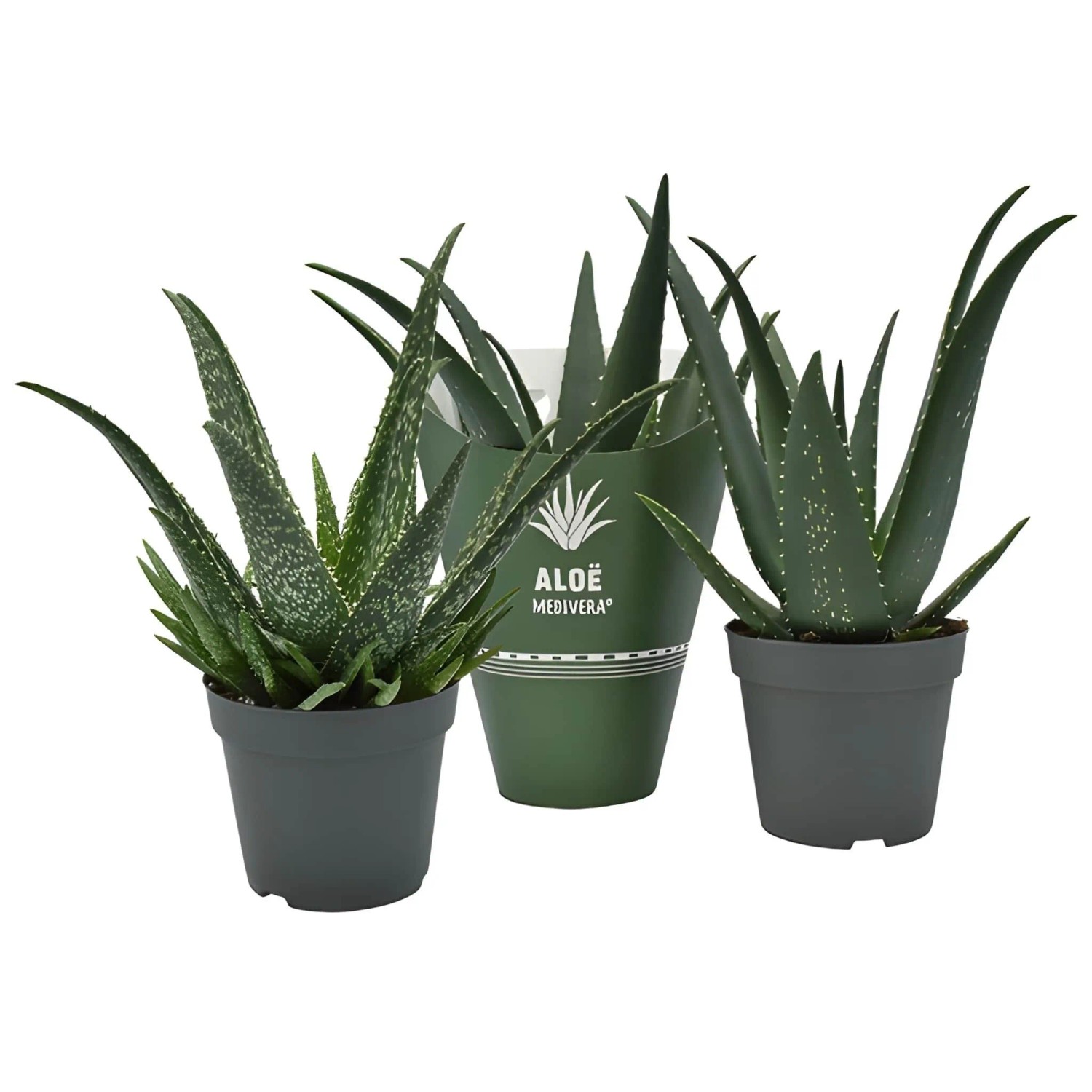 aloe vera - 13 vsledky