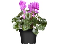 Brambořík perský průměr květináče cca 10,5 cm Cyclamen