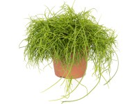 Různé sukulenty Různé sukulenty