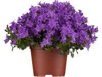 Zvonek dalmatský průměr květináče cca 11 cm Zvonek dalmatský průměr květináče cca 11 cm