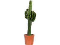 Pryšec průměr květináče cca 19 cm Euphorbia erytrea