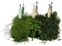 Závěsná zelená rostlina pr. květináče cca 17 cm Závěsná zelená rostlina pr. květináče cca 17 cm