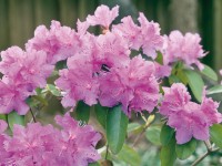 OBI Pěnišník OBI Pěnišník