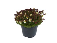 Lomikámen Arendsův (Saxifraga x arendsii) mix, pr. kv. cca 11 cm