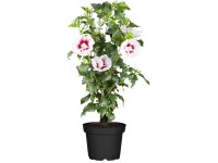 OBI Ibišek (Hibiscus) čínská růže červená, výška 30-40 cm, cca 3 l
