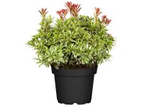 Landgard Pieris japonská (Pieris japonica) cca výška 10-20 cm, 0,4 l