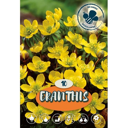 Talovín - Eranthis Cilicia