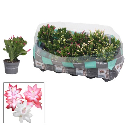 Vánoční kaktus (Schlumbergera), výška cca 20-25 cm, pr. kv. cca 10,5 cm