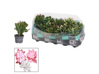 Vánoční kaktus (Schlumbergera), výška cca 20-25 cm, pr. kv. cca 10,5 cm Vánoční kaktus (Schlumbergera), výška cca 20-25 cm, pr. kv. cca 10,5 cm