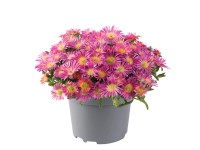 Q-Flower Kosmatec (Delosperma) 