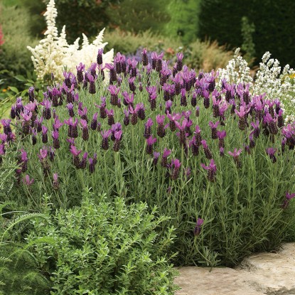 GROW by OBI Levandule korunkatá (Lavandula stoechas) "Javelin Rose" pr.kv. 14 cm