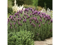 GROW by OBI Levandule korunkatá (Lavandula stoechas) GROW by OBI Levandule korunkatá (Lavandula stoechas)