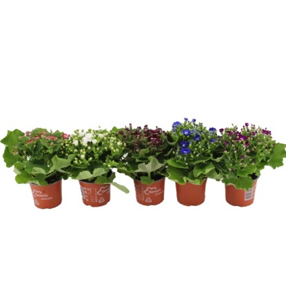 Royal Lemkes Starček (Pericallis cruentus) různé barvy pr. cca 12 cm