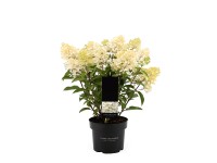 GROW by OBI Hortenzie latnatá (Hydrangea paniculata) 40-50 cm, 2,3 l GROW by OBI Hortenzie latnatá (Hydrangea paniculata) 40-50 cm, 2,3 l