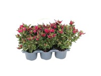 Landgard Hebe Andersonova (Hebe andersonii) 