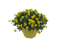 Landgard Violka rohatá (Viola cornuta) cca výška 20-30 cm, pr. 26 cm