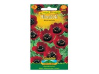 Gardenie Hlaváček letní, červený