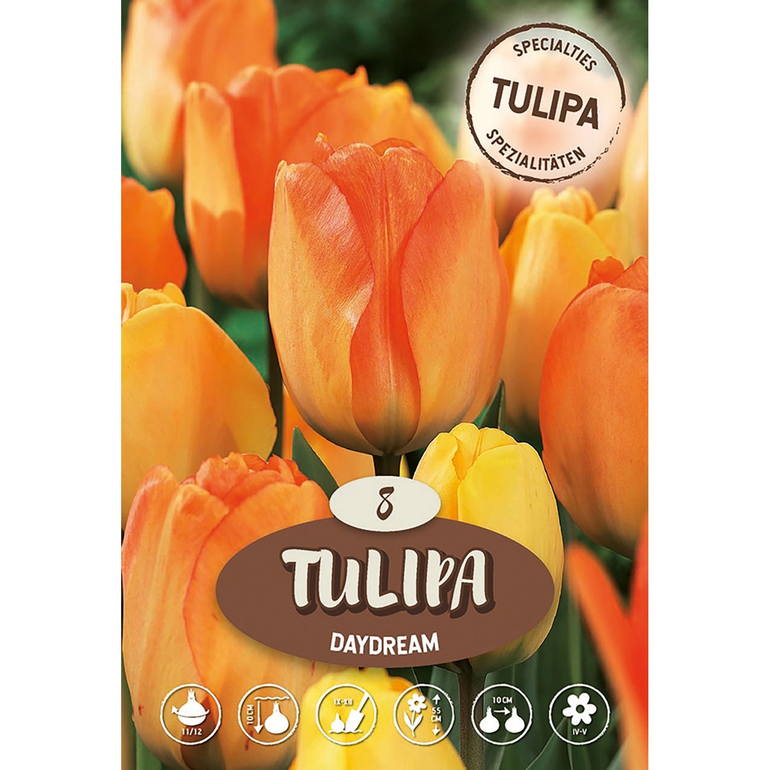 Tulipán Darwin hybrid Daydream
