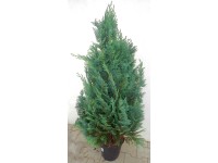 Cypřišek Lawsonův 