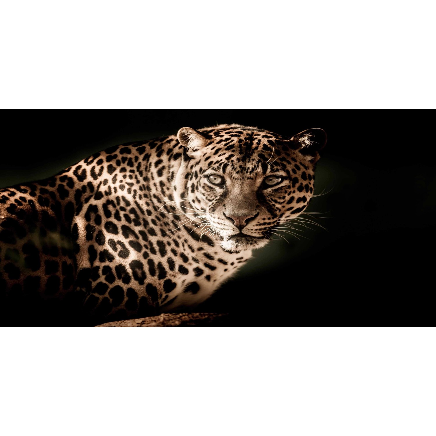 Bondecor Obraz, tištěné plátno Animal 50 x 100 cm