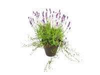 GROW by OBI Levandule lékařská modrá a muehlenbeckie v květináči pr. 16 cm GROW by OBI Levandule lékařská modrá a muehlenbeckie v květináči pr. 16 cm