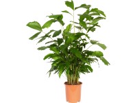 Palicha jemná výška cca 130 cm průměr květináče cca 27 cm Caryota mitis Palicha jemná výška cca 130 cm průměr květináče cca 27 cm Caryota mitis