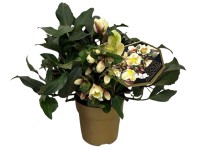 Čeměřice (Helleborus x ericsmithii) Čeměřice (Helleborus x ericsmithii)