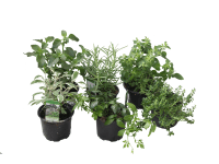 CZ-Flora Směs bylinek řízkované různé druhy pr. cca 9 cm