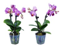 Orchidej Phalaenopsis 2výhonková