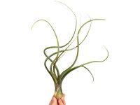 Tillandsie různé odrůdy výška cca 6 cm Tillandsia