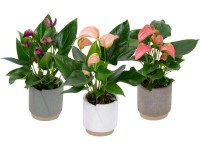 Toulitka (Anthurium andreanum) v keram. květináči, pr. cca 11 x 30 - 40 cm