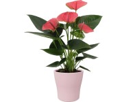 Royal Lemkes Toulitka Andréova (Anthurium andreanum) mix barev v květináči 12 cm