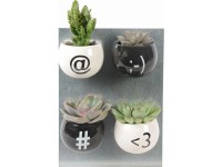 Mini sukulenty v magnetickém květináči s emotikonem průměr květináče cca 6 cm