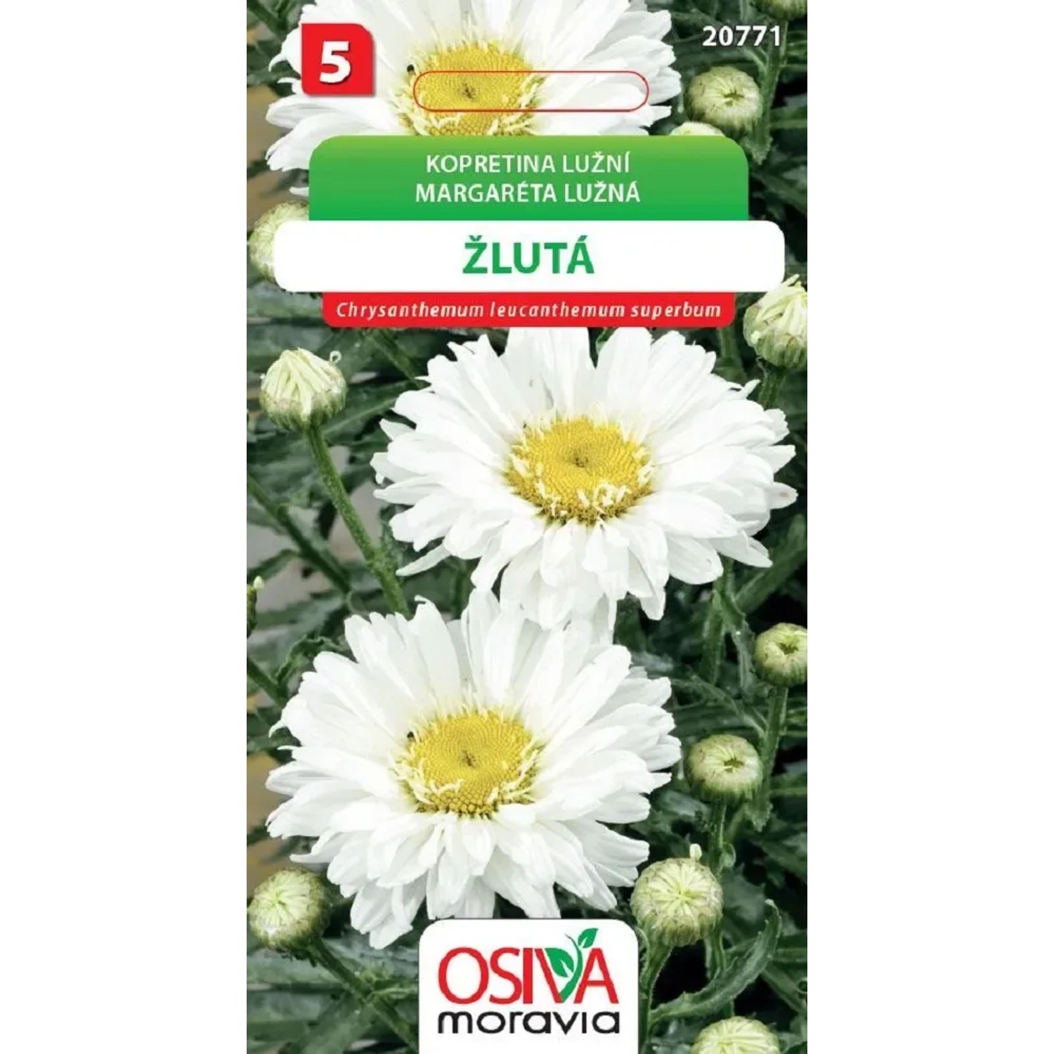 Semínka Kopretina lužní žlutá (Chrysanthemum leucanthemum superbum)