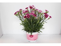 Hvozdík (Dianthus) Pink Kisses, pr. cca 10,5 cm