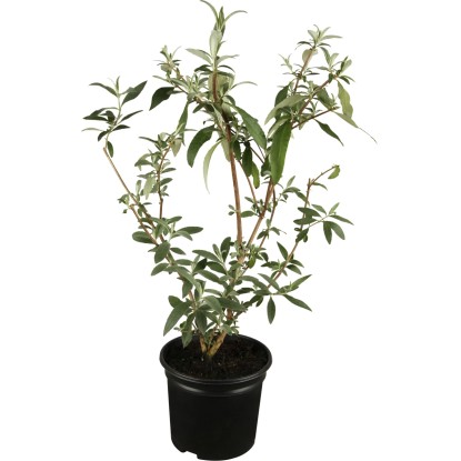 GROW by OBI Komule Davidova (Buddleja davidii) červená, 10-20 cm, kv. cca 3 l