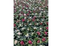 Prvosenka bezlodyžná (Primula acaulis) duo, různé druhy, pr. kv. 11 cm