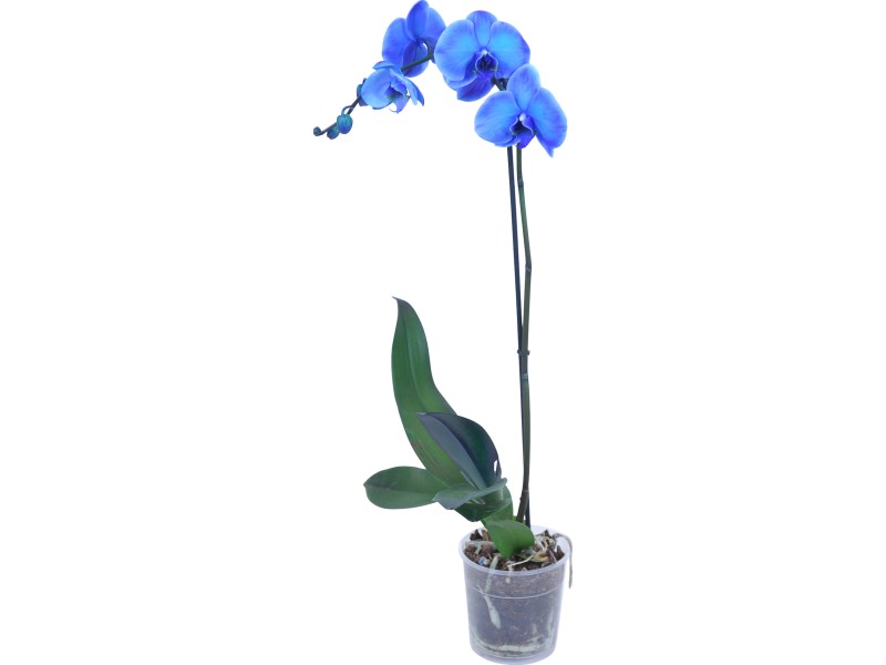 Modra Orchidej Prodej (modré orchideje, modrých orchidejí, vegetačního období, Během vegetačního období, hnojivem orchideje) Modra Orchidej Prodej