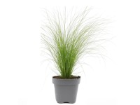 GROW by OBI Kavyl péřovitý (Stipa tenuissima) 