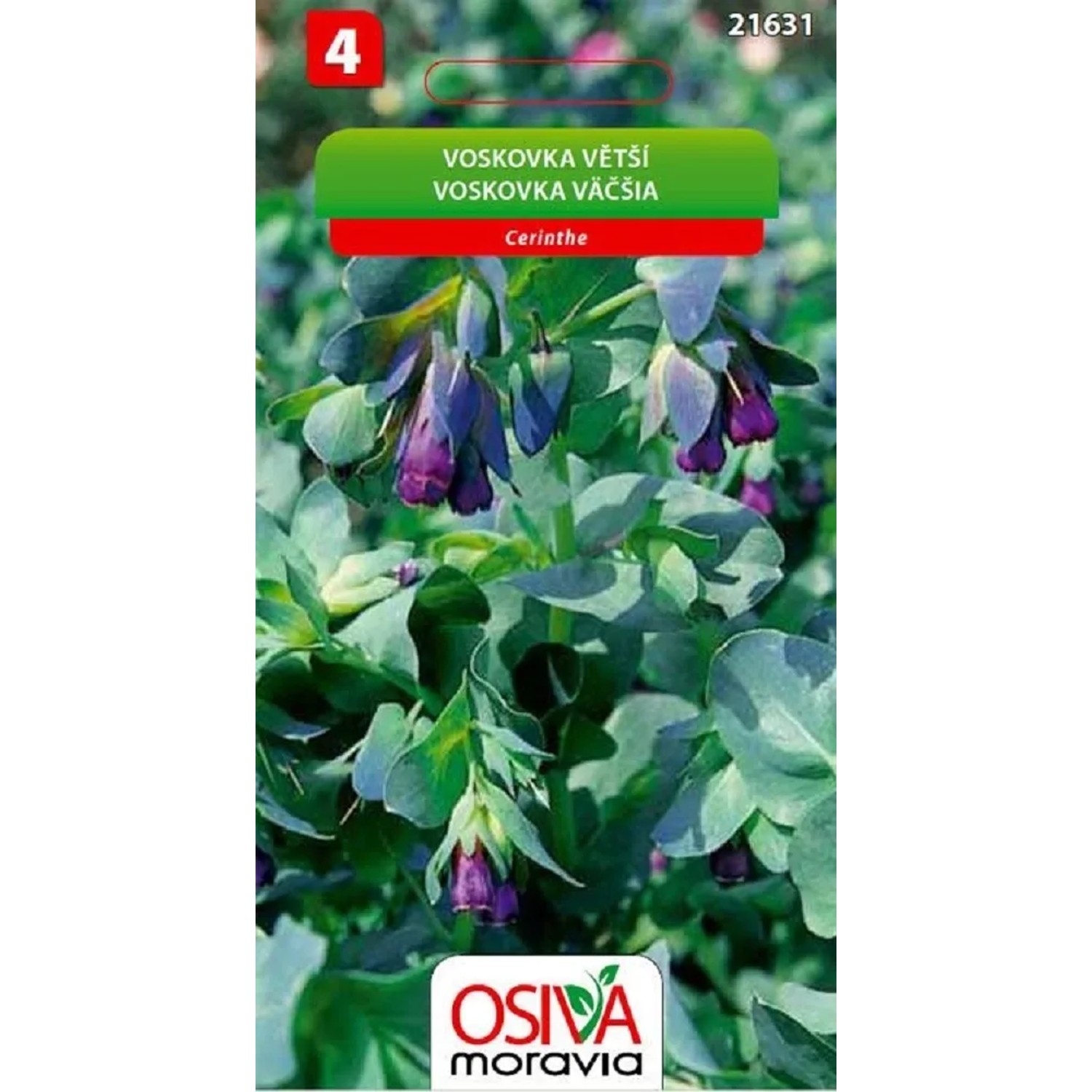 Semínka Voskovka větší fialová (Cerinthe mayor purpurescens)
