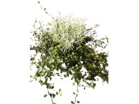 Mulenbekie/svatolina cypřišková (Mühlenbeckia Santolina) Duo, pr. kv. 11 cm