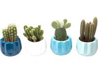 Aranžmá mini kaktusu v keramickém obalu, průměr květináče cca 6 cm