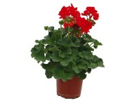 Muškát vzpřímený - Pelargonie páskatá (Pelargonium zonale) pr. 10,5 cm Muškát vzpřímený - Pelargonie páskatá (Pelargonium zonale) pr. 10,5 cm
