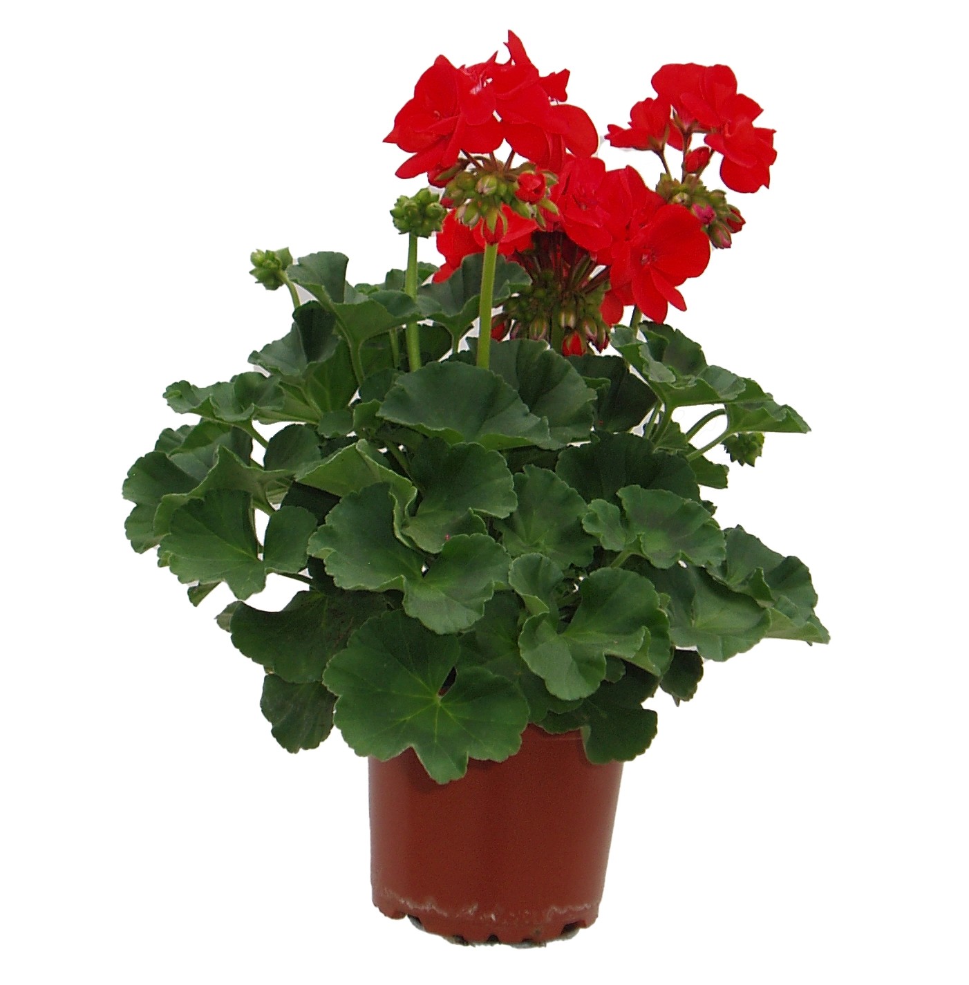 Muškát vzpřímený Pelargonie páskatá (Pelargonium zonale) pr. 10,5 cm