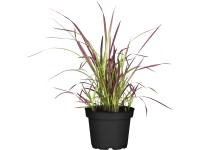 OBI Japonský krvavec 